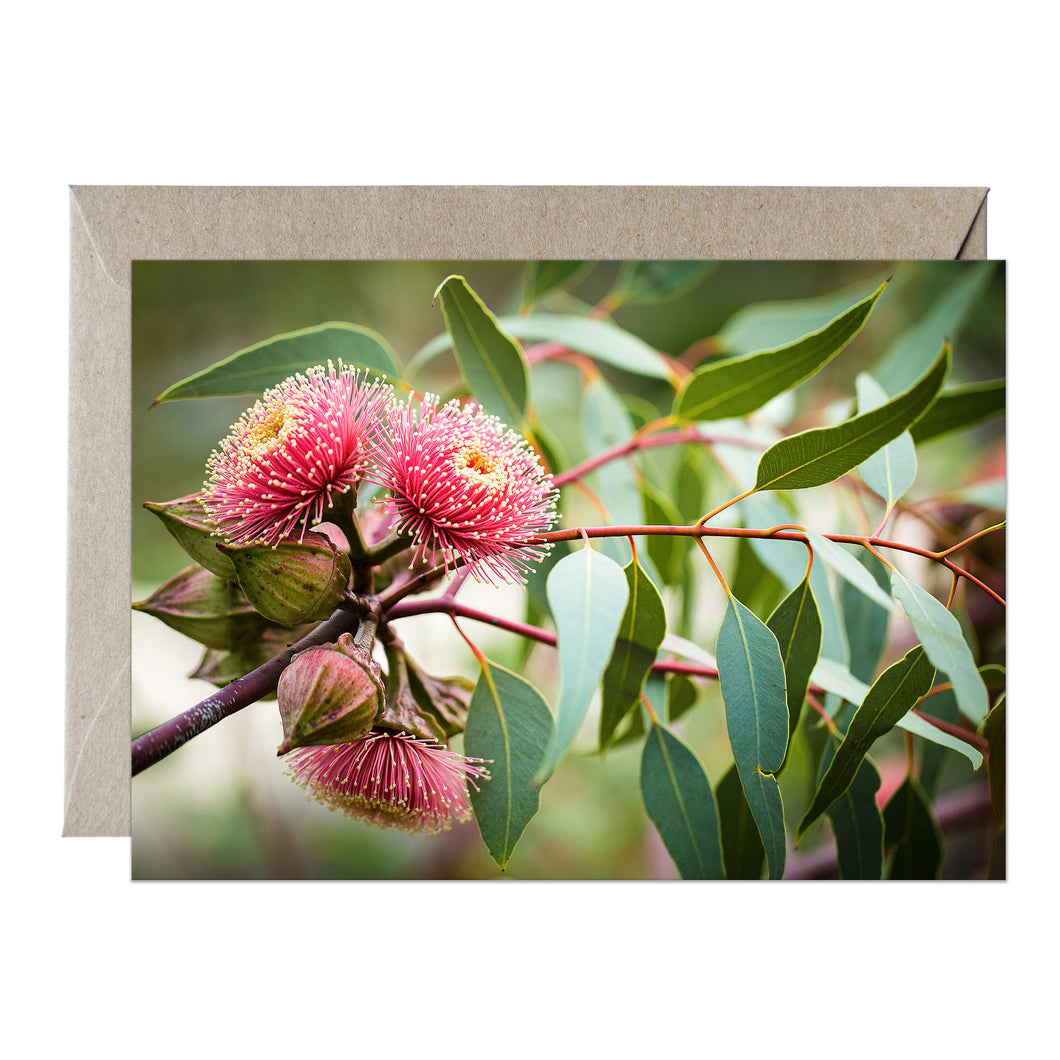 [PPC1001] Ramel’s Mallee greeting card