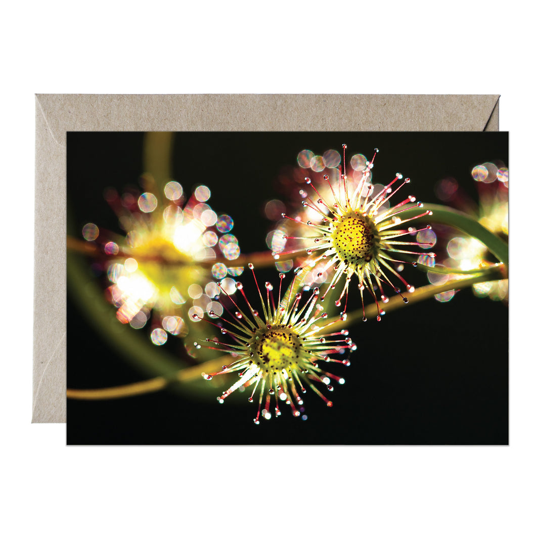[PPC1002] Bridal Rainbow sundew greeting card