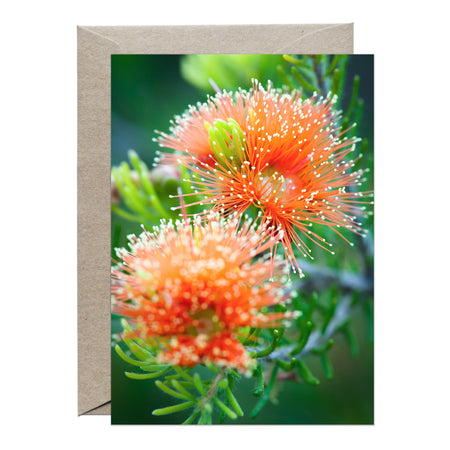 [PPC1003] Eremaea ebracteata greeting card