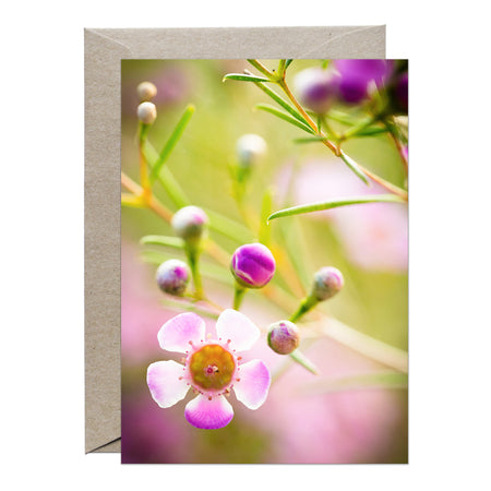 [PPC1005] Geraldton Wax greeting card