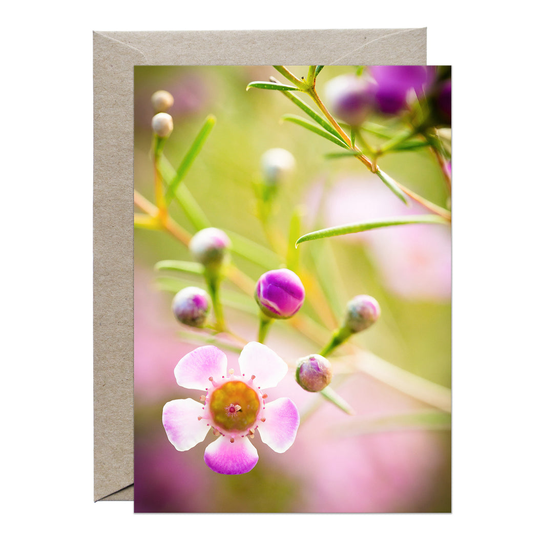 [PPC1005] Geraldton Wax greeting card