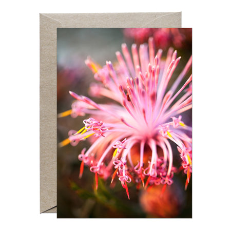 [PPC1008] Pincushion Coneflower greeting card