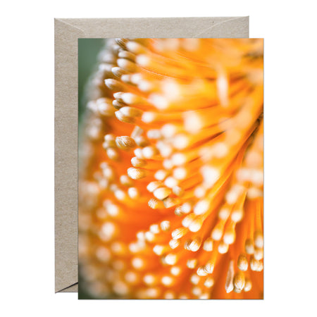 [PPC1009] Ashby’s Banksia greeting card