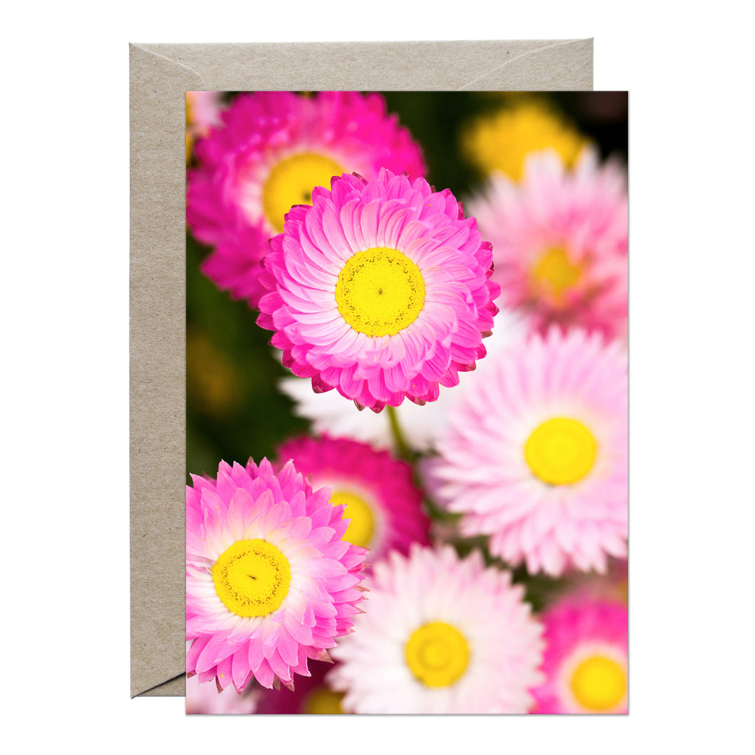 [PPC1010] Everlasting paper-daisy greeting card