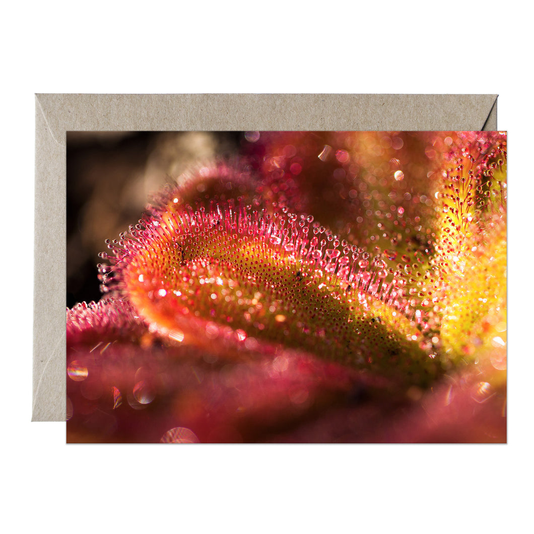 [PPC1011] Red Ink Sundew greeting card
