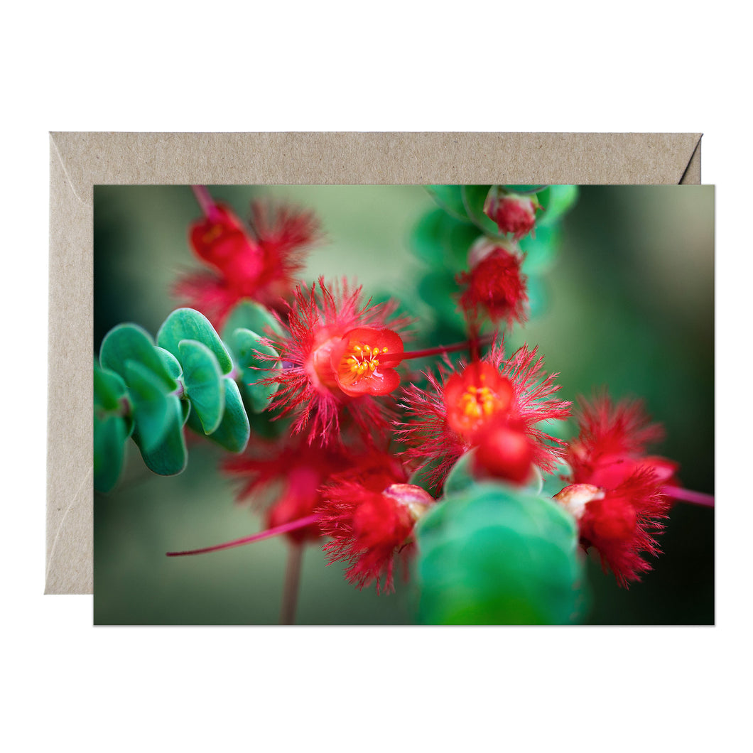 [PPC1012] Scarlet Featherflower greeting card