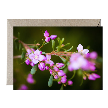 [PPC1013] Aniseed Boronia greeting card