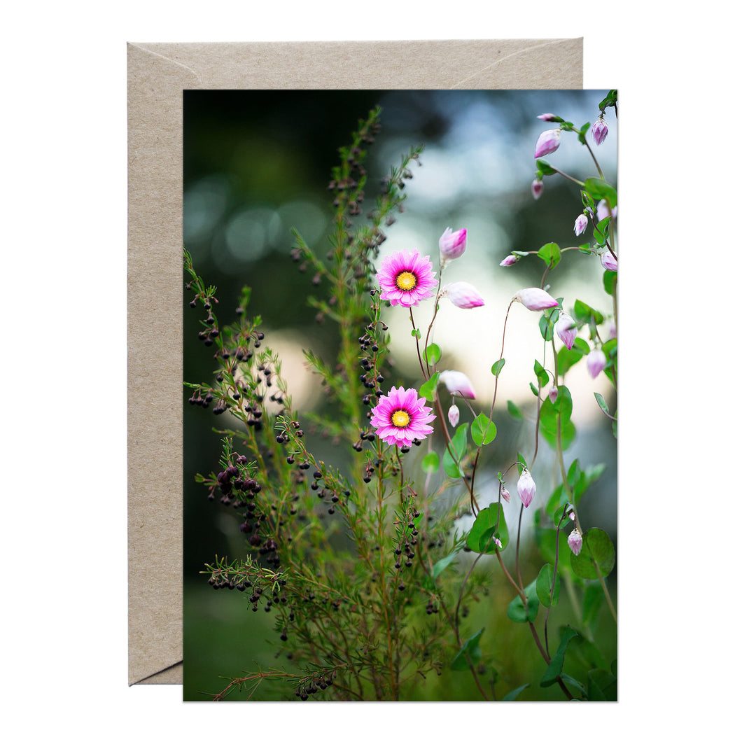 [PPC1014] Scented Boronia and Everlasting paper-daisies greeting card