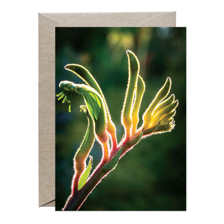 [PPC1016] Kangaroo Paw ‘Anniversary Gold’ greeting card