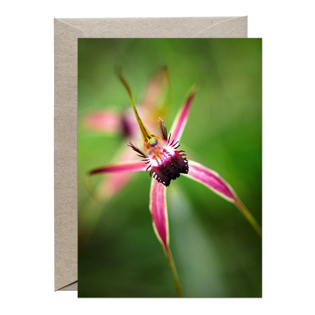 [PPC1017] Carousel Spider Orchid greeting card