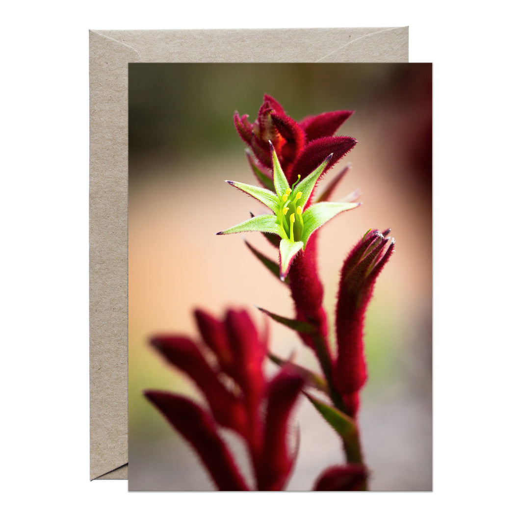 [PPC1018] Red Kangaroo Paw greeting card