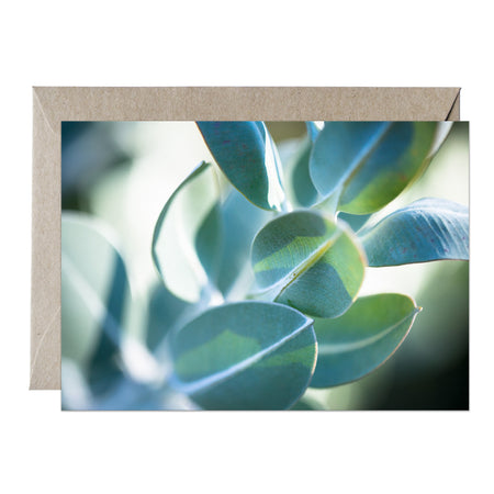 [PPC1019] Tallerack mallee greeting card