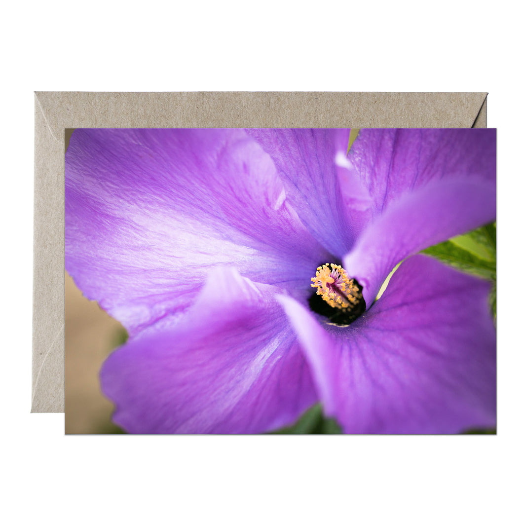 [PPC1020] Lilac Hibiscus greeting card