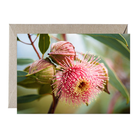 [PPC1021] Ramel’s Mallee greeting card