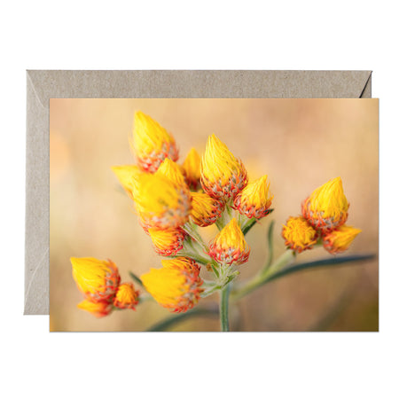 [PPC1022] Orange Immortelle greeting card