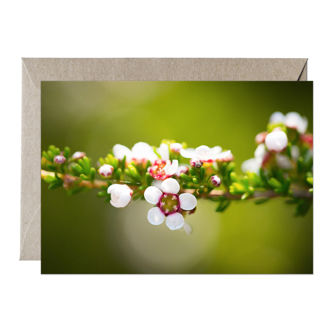 [PPC1024] Geraldton Wax greeting card