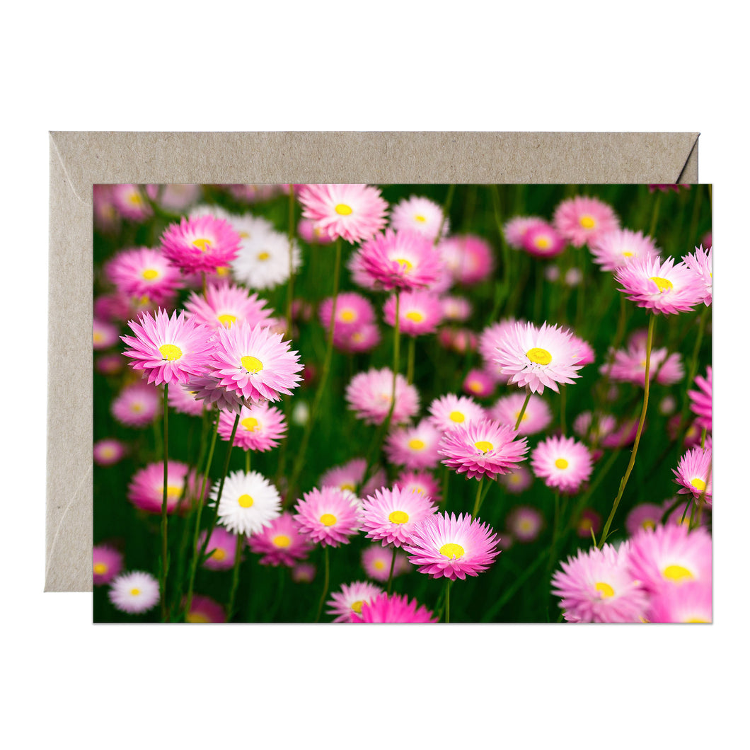 [PPC1026] Pink Everlastings greeting card