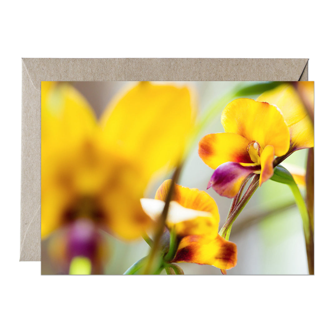 [PPC1027] Pansy Orchid greeting card