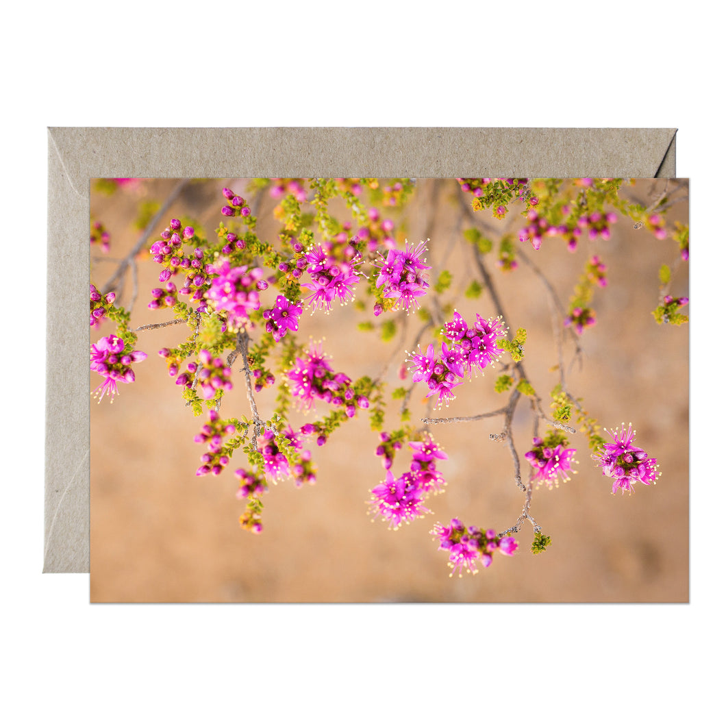 [PPC1028] Homalocalyx thryptomenoides greeting card
