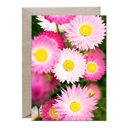 [PPC1030] Everlasting paper-daisies greeting card