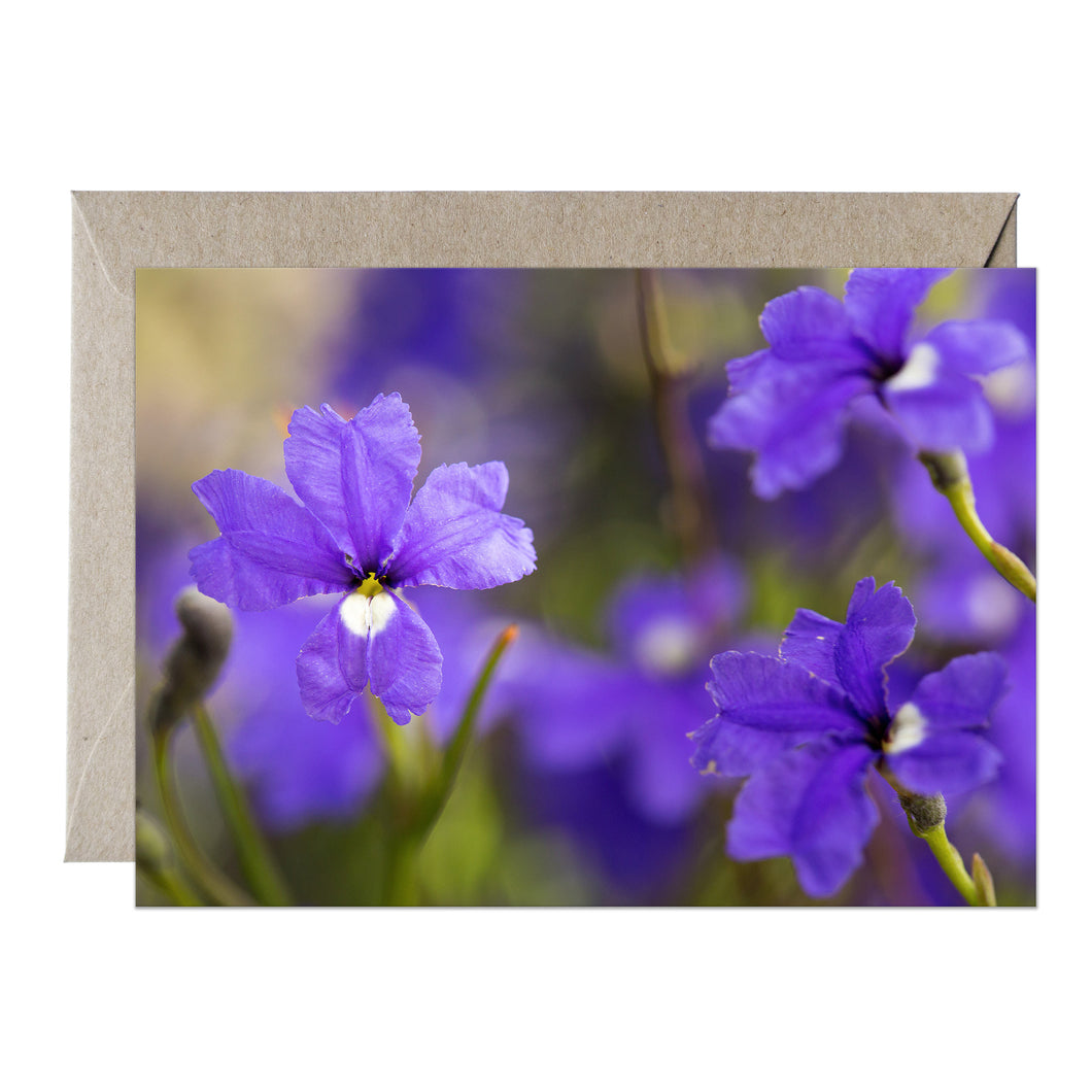 [PPC1032] Dampiera lindleyi greeting card