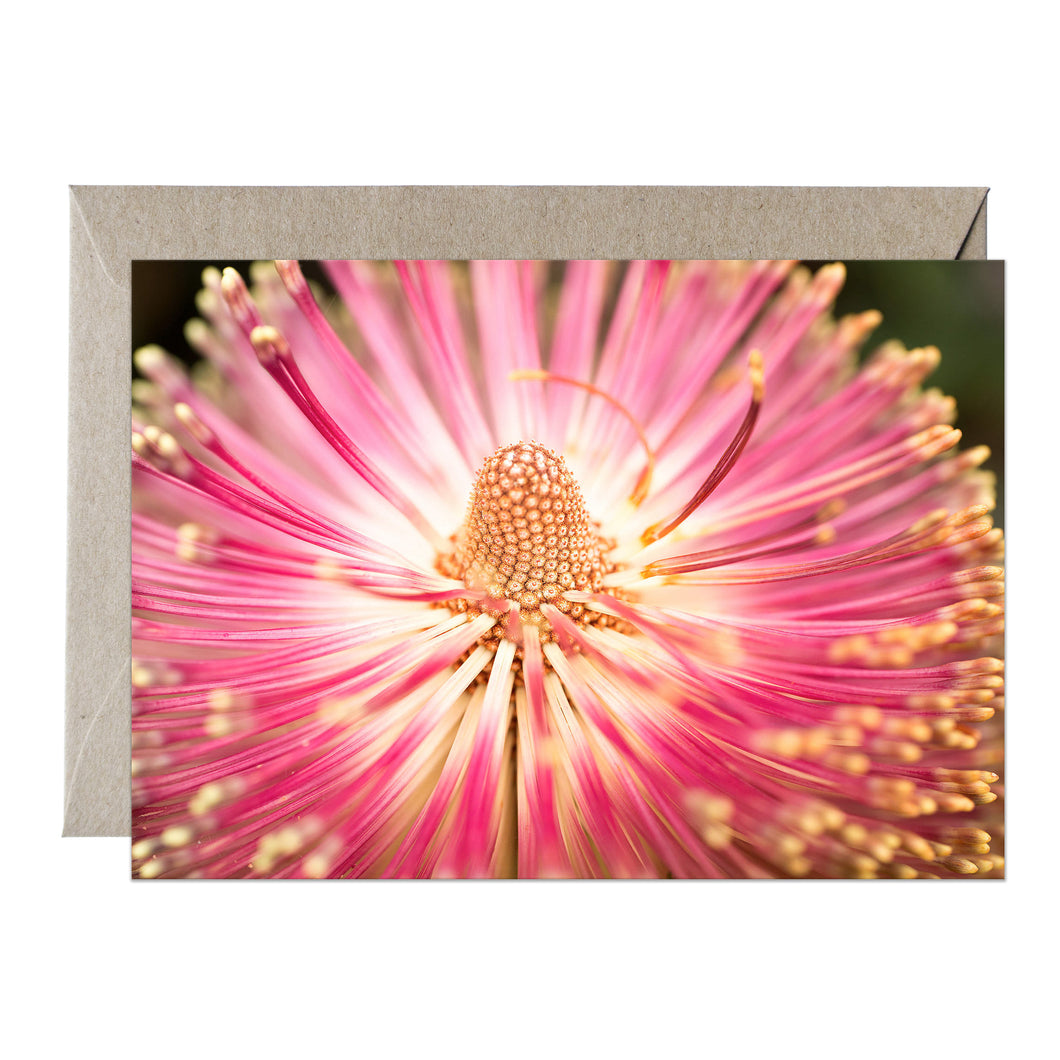 [PPC1033] Cut-leaf Banksia greeting card