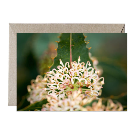 [PPC1034] Prickly Hakea greeting card