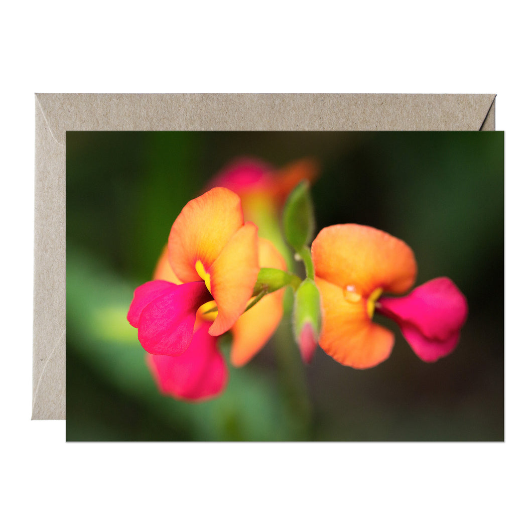 [PPC1037] Large-flowered Flame Pea greeting card