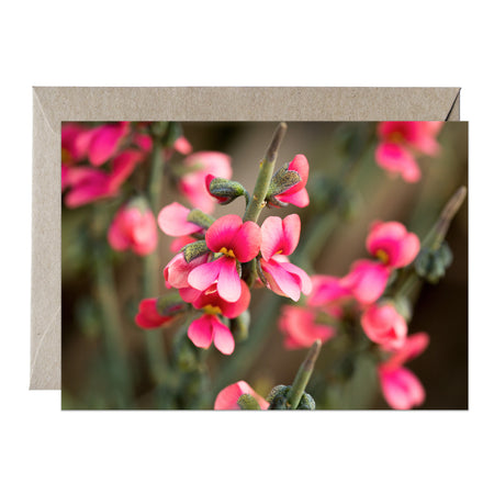 [PPC1039] Sphaerolobium drummondii greeting card