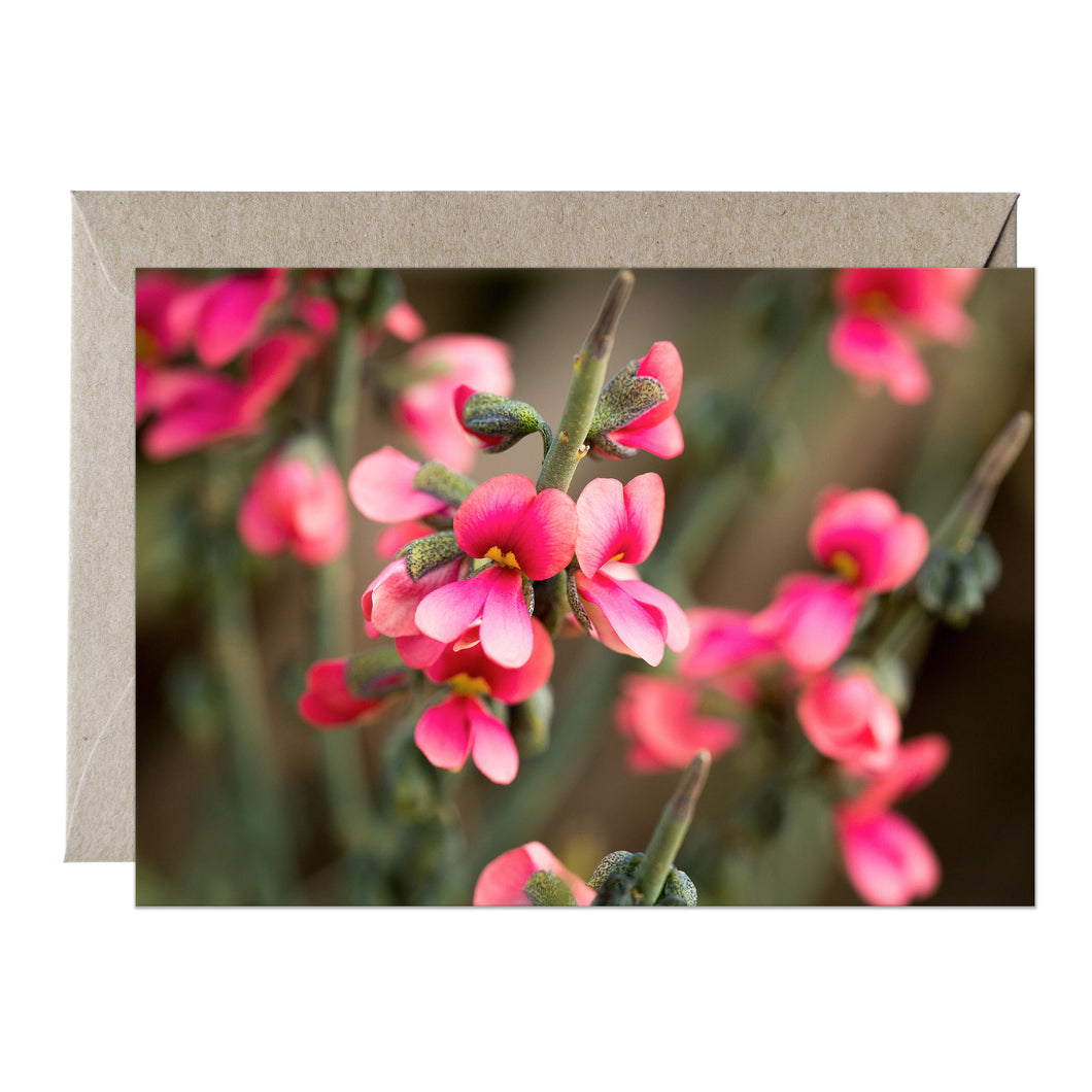 [PPC1039] Sphaerolobium drummondii greeting card