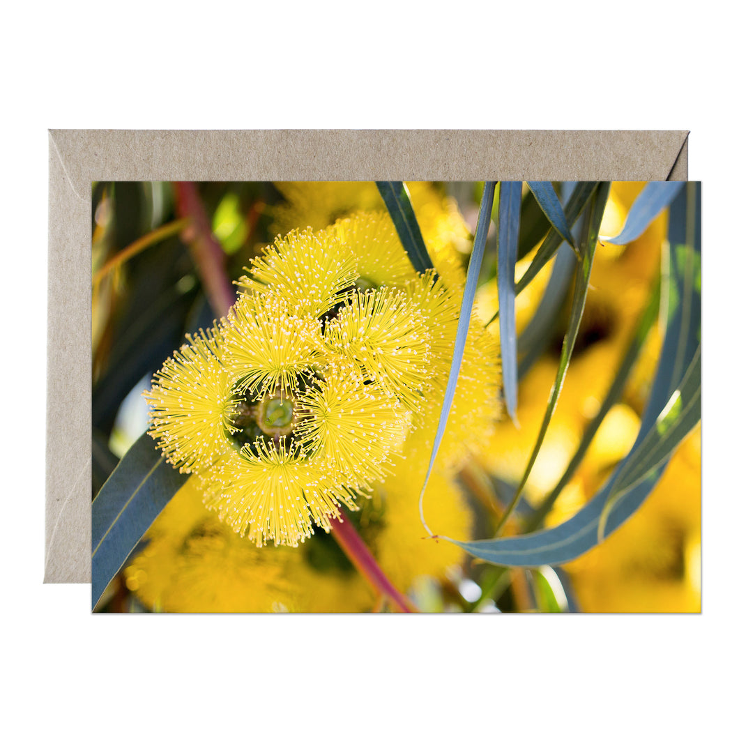 [PPC1040] Illyarrie Red-capped Gum greeting card