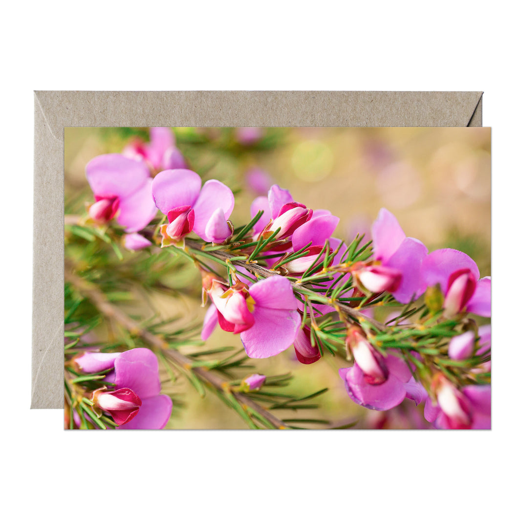 [PPC1041] Painted Lady greeting card