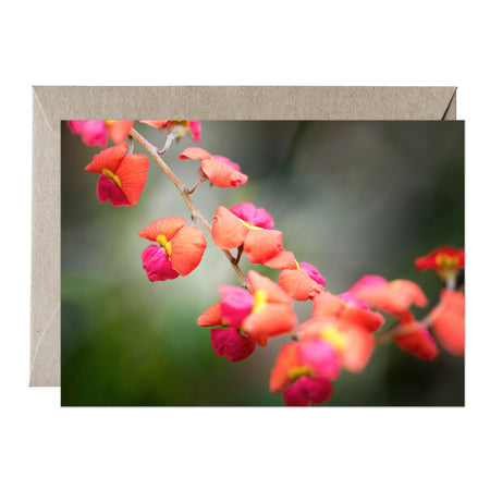 [PPC1043] Flame pea greeting card